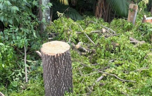 Abordagem em terreno no Nova Cidade identifica retirada de vegetação em APP de Manaus