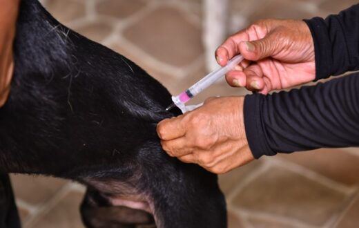 Tutores devem conter animais durante vacinação antirrábica em Manaus