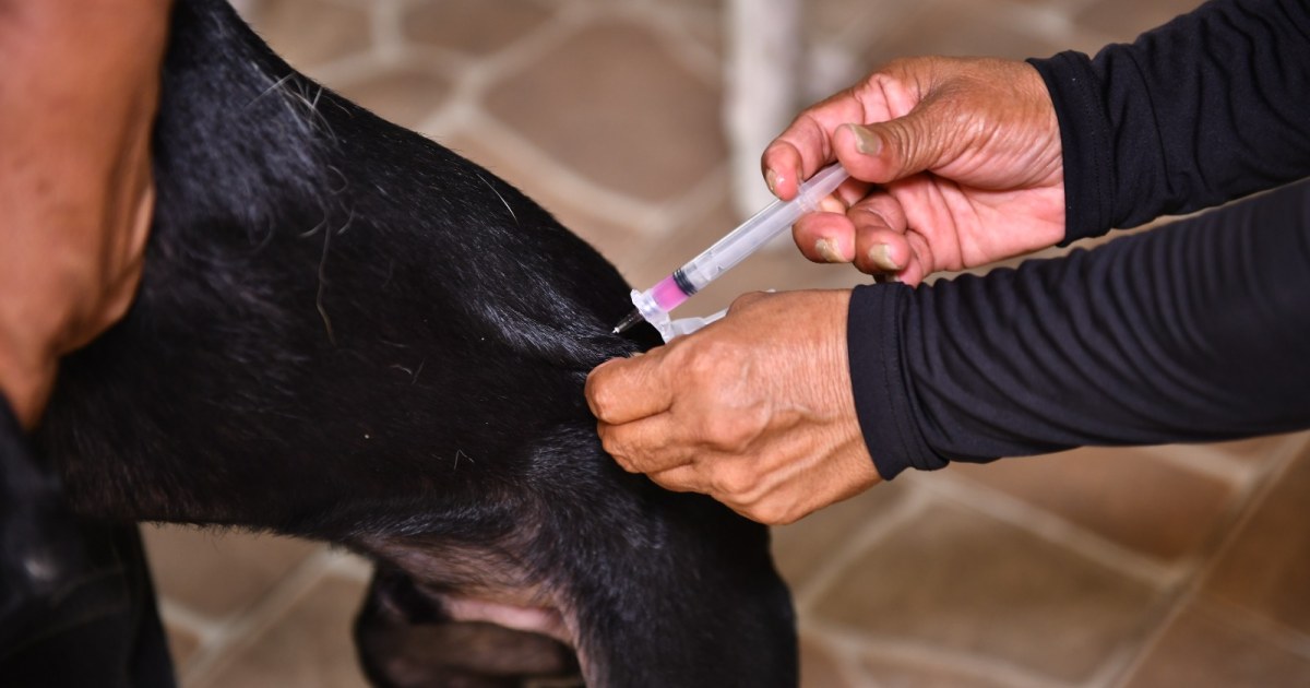 Tutores devem conter animais durante vacinação antirrábica em Manaus